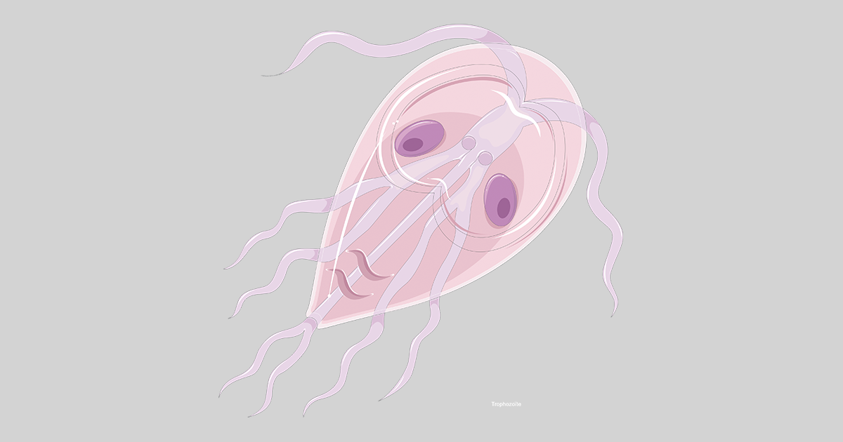 giardia kat symptomer