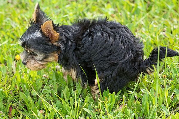hund-giardia