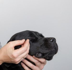 Akupunktur på hund