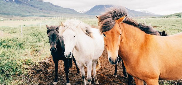 Første stamcellebaseret veterinærmedicin