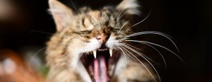 Halt reducerer stress