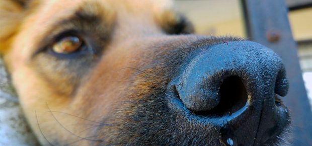 Hundesyge vaccination