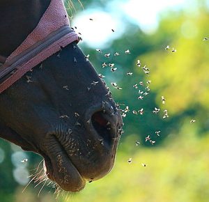 Insektbelastning hest nyt forskningsprojekt