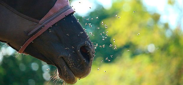 Insektbelastning hest nyt forskningsprojekt