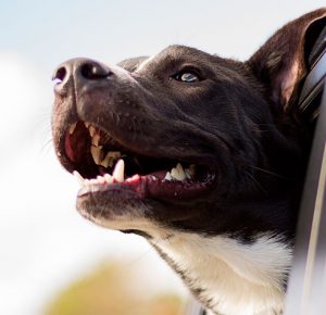 Rejse med hund og forebyggelse mod parasitter