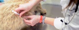 Vaccination af kæledyr