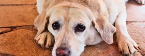 Fedme hos hund - Dyrlægen