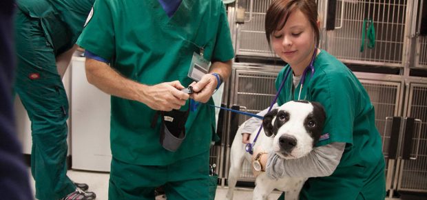 Veterinærmedicin i fremgang