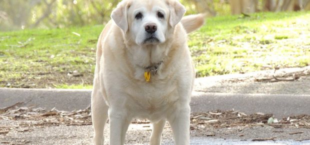forskning_overvægt_hanhund_kastration