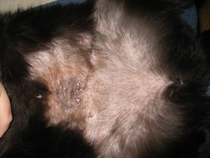 Figur 2 - Symmetrisk alopeci sfa. hypersoignering