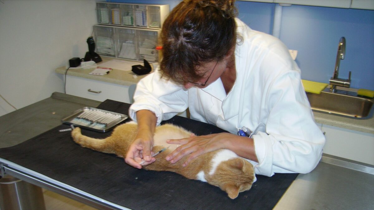 Diagnosticering og behandling af allergiske hudlidelser hos kat