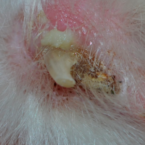 Figur 2 – Paronychia hos kat grundet pemphigus foliaceus. Pusansamlingerne er sekundære til de primære forandringer, ulcerationer og kruster (Foto: Lene Boysen).
