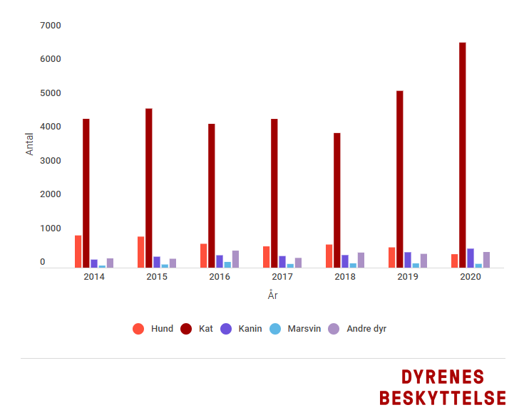Dyrenes Beskyttelse: Rekordmange kæledyr fik nye hjem i 2020 | Dyrlægen.nu